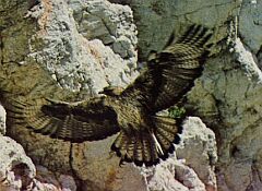 Aguila Perdicera